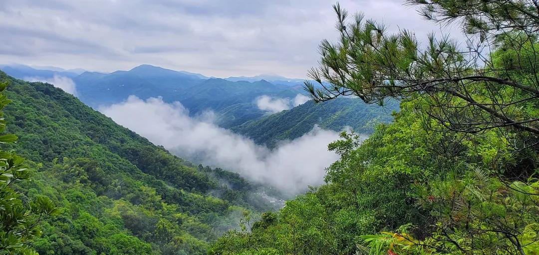 鳳凰山保護區(qū)首次拍攝到中華穿山甲