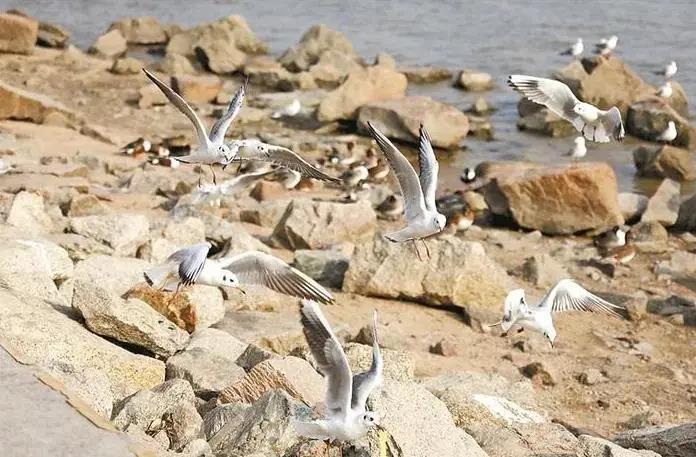 深圳迎來觀鳥賞魚最佳季節(jié)！