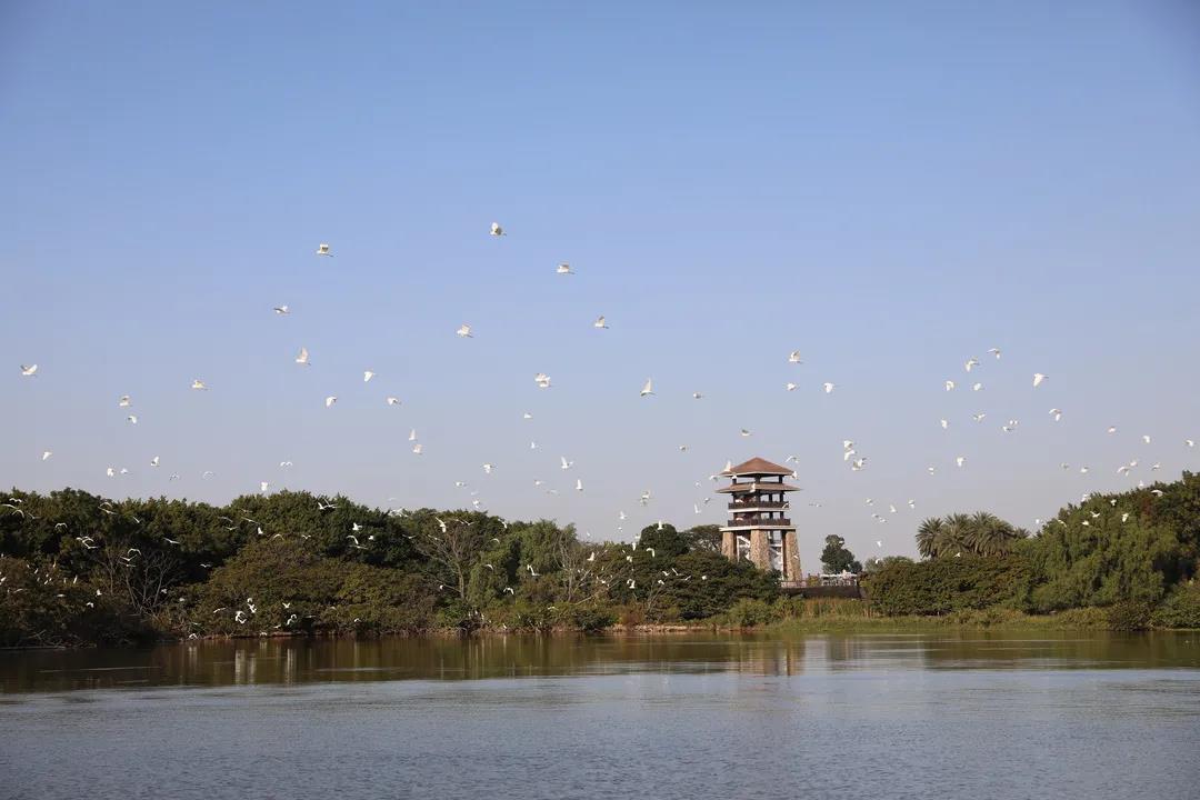 大批候鳥(niǎo)南下！廣東進(jìn)入最佳觀鳥(niǎo)季