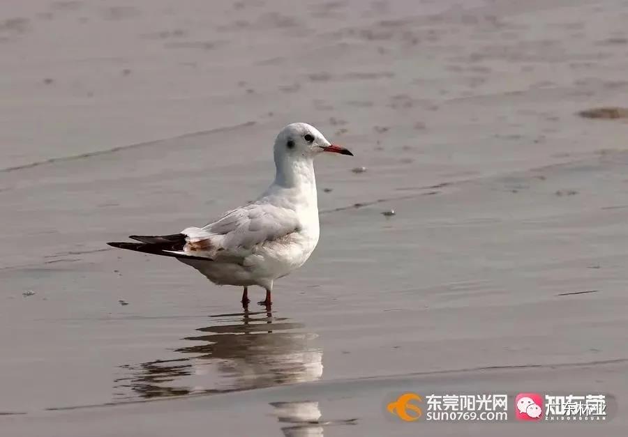 視頻直擊！大批候鳥飛臨東莞！