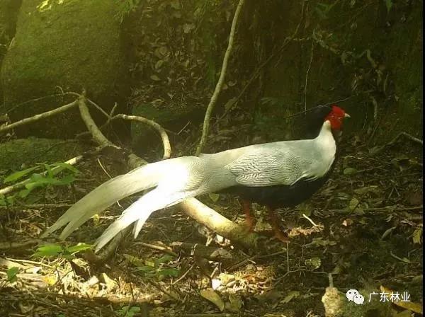小靈貓、豹貓等“國保”動物現(xiàn)身東源康禾保護(hù)區(qū)！
