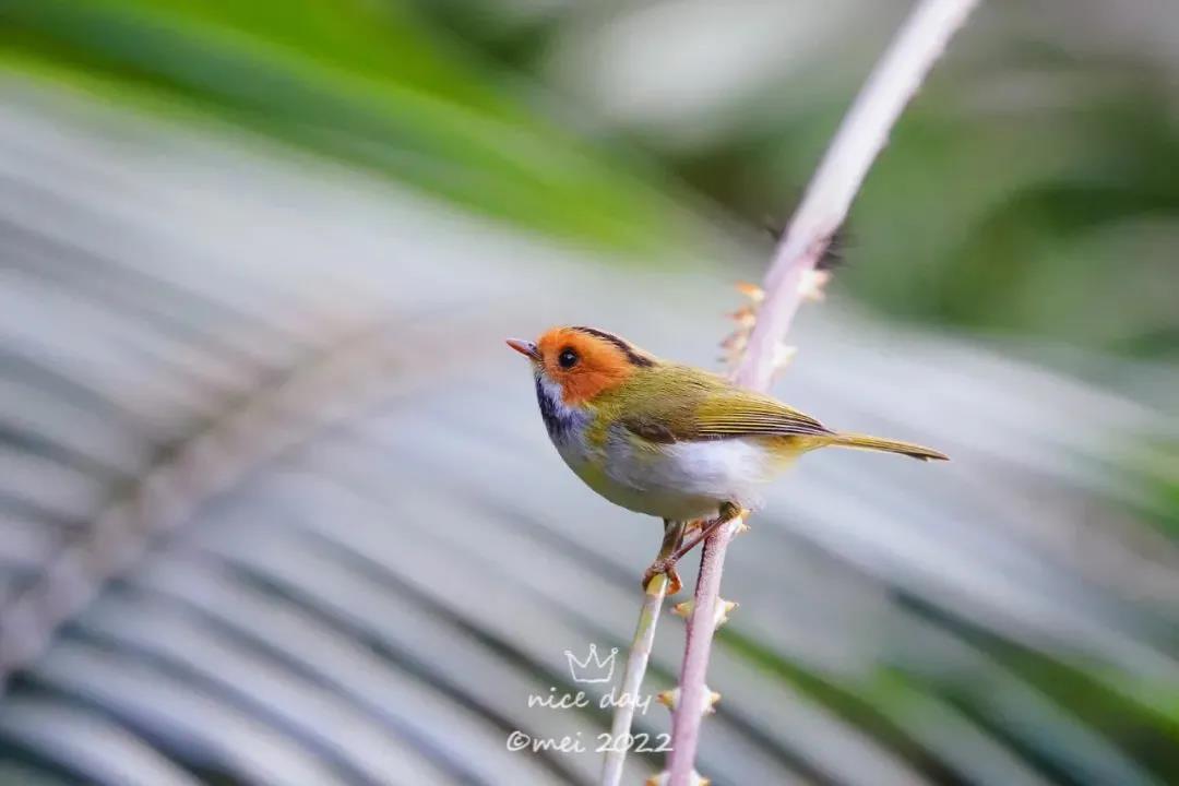 新萌鳥出沒！肇慶這里首次發(fā)現(xiàn)……