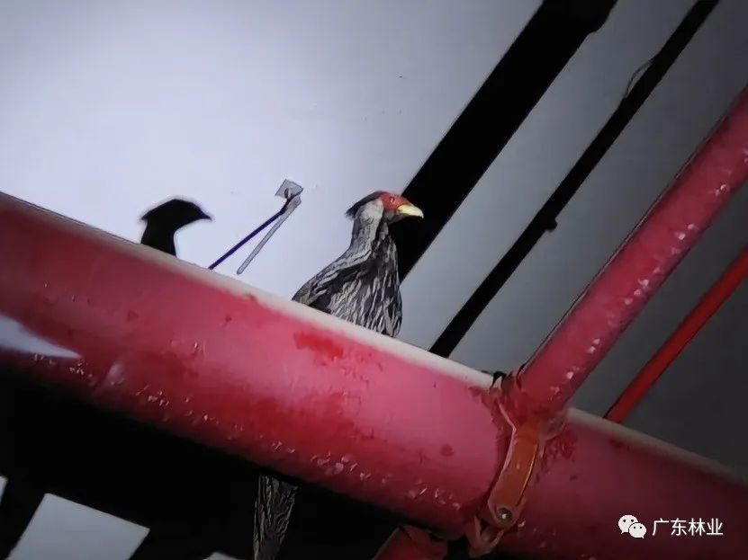 “省鳥”白鷴誤闖廣州地鐵！歷經(jīng)14小時成功解救