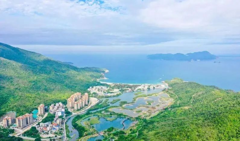 即將對外開放！深圳大鵬新建一紅樹林濕地公園