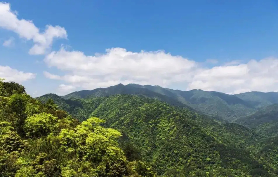 視頻曝光！小靈貓首次現身車八嶺