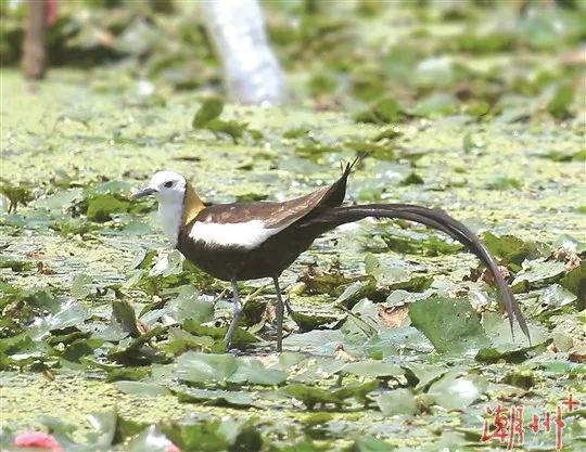 驚喜！“水鳳凰”飛臨潮州！
