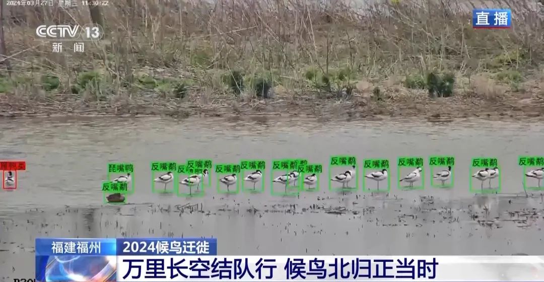 候鳥北歸正當(dāng)時(shí) 保護(hù)濕地裝上“鳥臉識(shí)別”